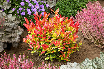 Leucothoe Sparkling Gold